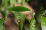 Common winterberry